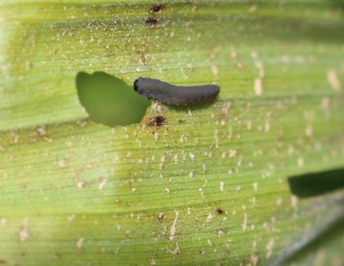 Réf. 266 432 : Rhadinoceraea nodicornis